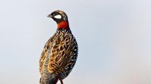 Grey & Black Francolin Pictures