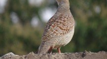 Grey Francolin HD