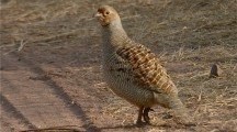 Grey Francolin HD Wallpapers