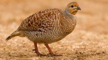 Grey Francolin HQ Pictures