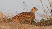 Grey Francolin Morning Pics