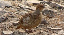 Grey Francolin Picture