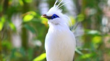 Amazing Birds HD Wallpapers