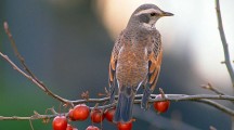 Awesome Beautiful Bird Wallpapers