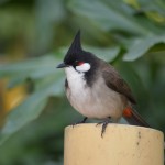 Awesome Image Red Whiskered Bulbul Birds