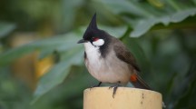 Awesome Image Red Whiskered Bulbul Birds