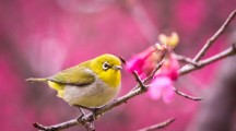 Awesome Little Bird Wallpaper HD