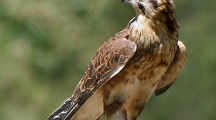 Beautiful And Amazing Falcon HD Wallpapers