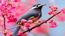 Beautiful Bird Pink Sparrow