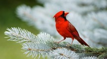 Beautiful Birds Wallpapers For Desktop
