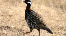 Beautiful Black Francolin