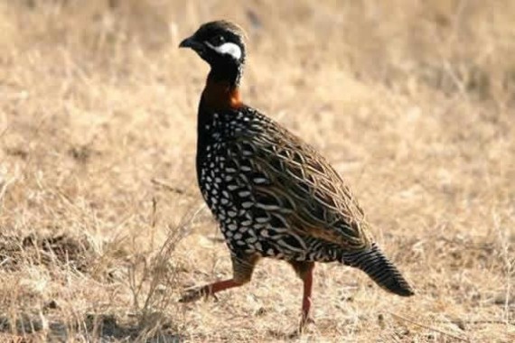 Beautiful Black Francolin