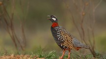 Beautiful Black Francolin Pics