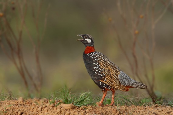 Beautiful Black Francolin Pics