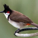 Beautiful Bulbul HD Wallpapers
