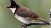 Beautiful Bulbul HD Wallpapers