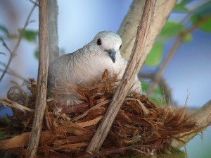 Beautiful Dove in Nest
