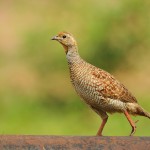 Beautiful Grey Francolin Wallpaper