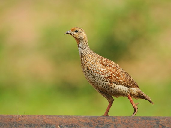 Beautiful Grey Francolin Wallpaper