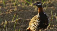 Black Francolin HD Photos