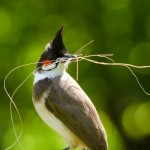 Bulbul HD Wallpaper