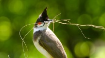 Bulbul HD Wallpaper