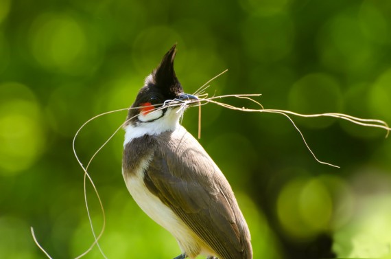 Bulbul HD Wallpaper