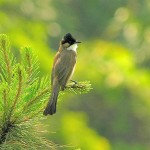 Bulbul HQ Wallpaper