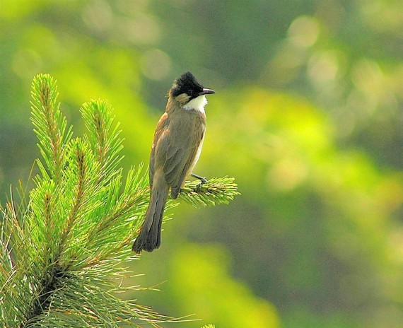 Bulbul HQ Wallpaper