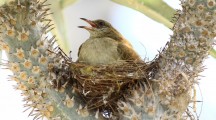 Bulbul in Nest Pictures