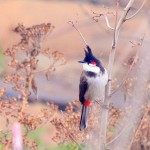 Cute Bulbul Wallpapers & Pictures