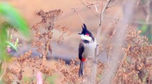 Cute Bulbul Wallpapers & Pictures