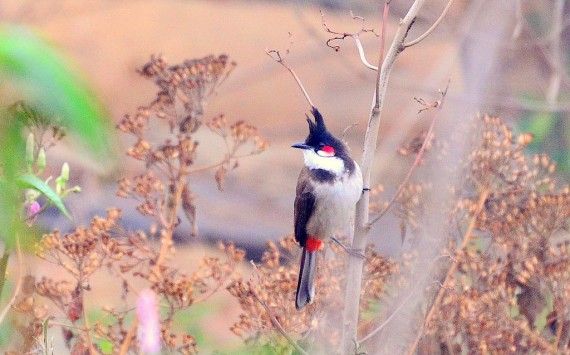 Cute Bulbul Wallpapers & Pictures