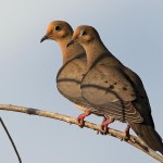 Dove Couple Pictures, Images & Photos