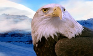 Download Free Bald Eagles Photos