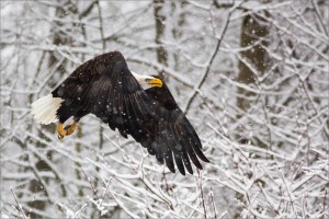 Eagle In Winter ( Snow )