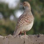 Grey Francolin HD