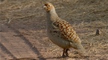 Grey Francolin HD Wallpapers