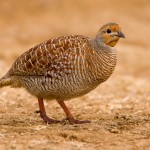 Grey Francolin HQ Pictures