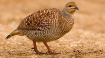 Grey Francolin HQ Pictures
