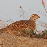 Grey Francolin Morning Pics