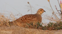 Grey Francolin Morning Pics