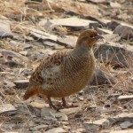 Grey Francolin Picture