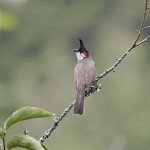 HD Bulbul Wallpapers