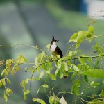 HD Red Vented Bulbul