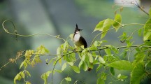 HD Red Vented Bulbul