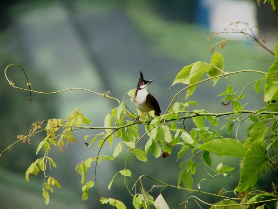 HD Red Vented Bulbul