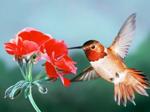 Hummingbird Pics