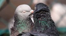 Kissing Birds Pigeons Pictures