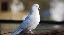 Pigeon Bird HD Wallpapers